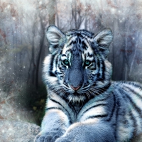 Young Tiger