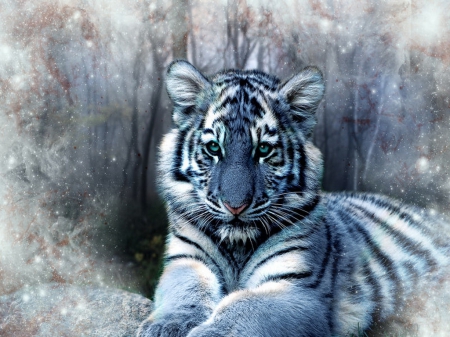 Young Tiger - animal, white, young, tiger