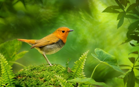 Little Robin - bird, robin, nature, plants, forest, foliage