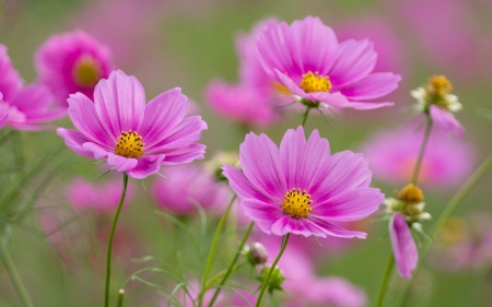 Charming Cosmos Flowers - hd, Charming, lovely, Cosmos Flowers, pink