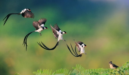 Flight of the Pin-Tailed Whydah - whydah, pattern, flight, bird, pin tailed