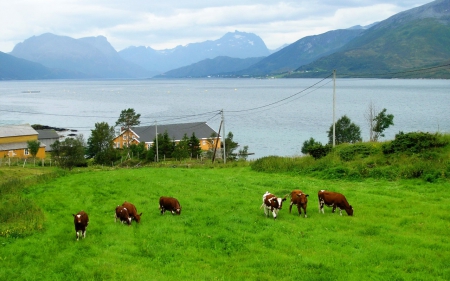 Green Pastures - mountains, animals, cows, photo, beach, norway, home, houses, nature, pastures, green