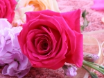 Beautiful rose