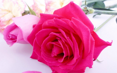 Beautiful rose - flower, petals, pink, rose