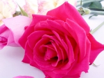 Beautiful rose