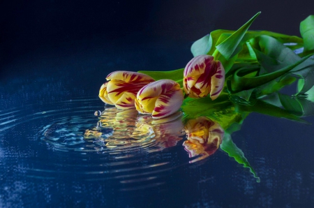 Reflection of pretty tulips - nice, tulips, water, wet, colorful, lovely, reflection, pretty, beautiful, leaves, flowers