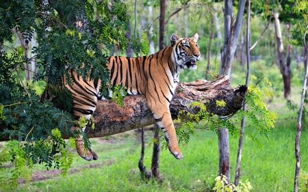 Tiger Relaxing in Tree - nature, tiger, trees, animals