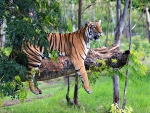 Tiger Relaxing in Tree