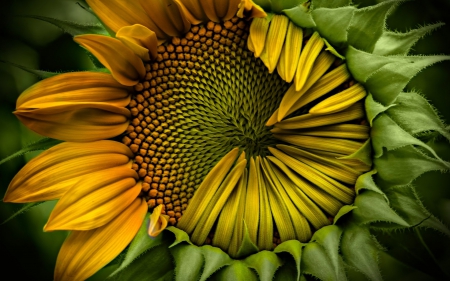 closeup of a sunflower hdr - seeds, hdr, flower, petals