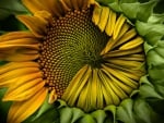 closeup of a sunflower hdr