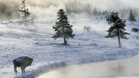 Bison in winter - North America, landscape, scene, snow, forest, mist, lake, winter, fog, wilderness, HD, nature, bison, pine, mountains, wildlife, animals, wild, wallpaper