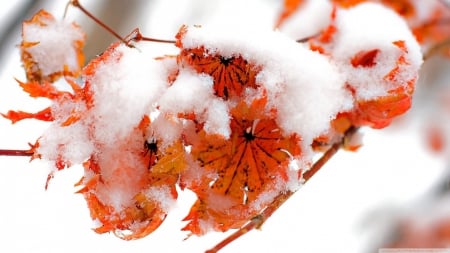 Orange leaves - abstract, winter, frosted, photography, snow, frosty, HD, leaves, ice, frozen, nature, red leaves, frost, leaf, wallpaper