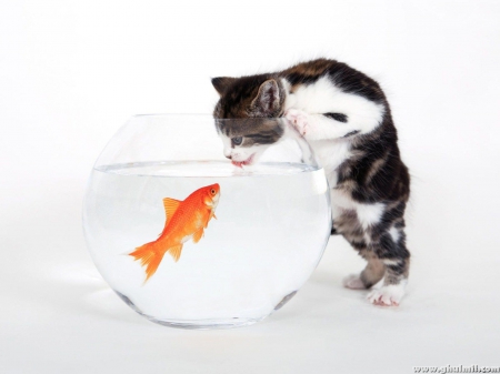 Cat trying to catch Goldfish - goldfish, fishbowl, hungry, cat, kitten, cute, cats, fish, kitty