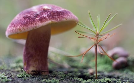 Pink mushroom - mushroom, pink, macro, green