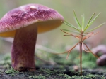 Pink mushroom