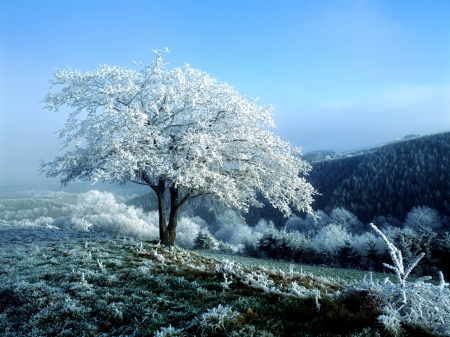 A Winter's Day - trees, hills, frost, snow, winter, field, tree