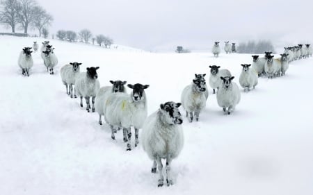 herd of sheep in v formation in winter - winter, sheep, formation, herd