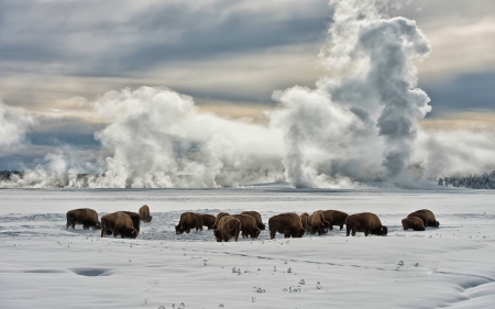 bison grazing in winter at yellowstone - grazing, steam, winter, herd, bison, geyser