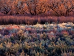 gorgeous colored bushes in autumn