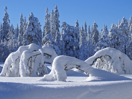 Winter Wonderland - wonderland, winter, nature, landscape, snow