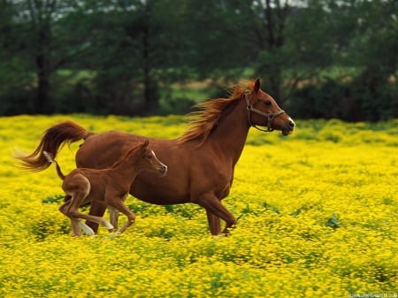 horses - animal, wallpaper, horse, desktop