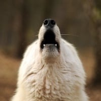 howling wolf