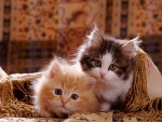 Cute kittens under a cover