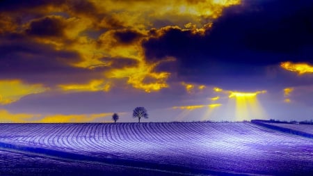 WINTER RAYS - winter, field, trees, sun rays