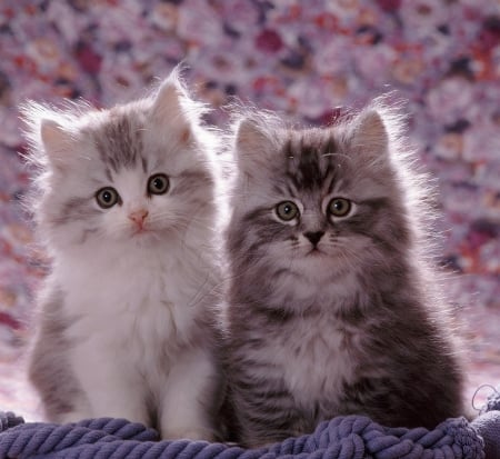 Persian cross kittens - kittens, Persian, cute, cats, animals