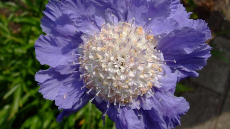 Flower - white, flower, purple, amazing