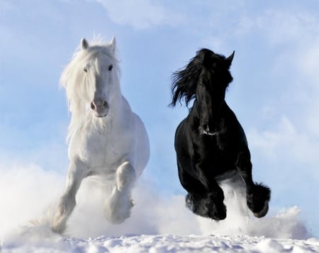 Black and white - horses, in snow, black, wite