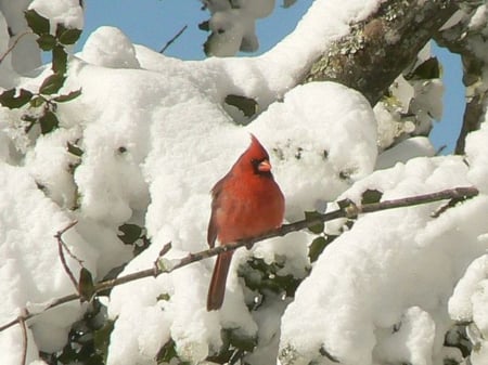 Red Cardinal - spitfire, ford, chimo, desota