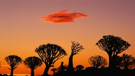 silhouettes of marvelous trees in africa at sunset - cloud, trees, sunset, silhouettes