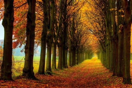 Autumn - autumn colors, road, forest, leaves, fall, path, nature, autumn, autumn splendor, woods