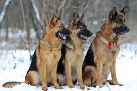 Listen guys, you are now in school ! - boys, dogs, three, good