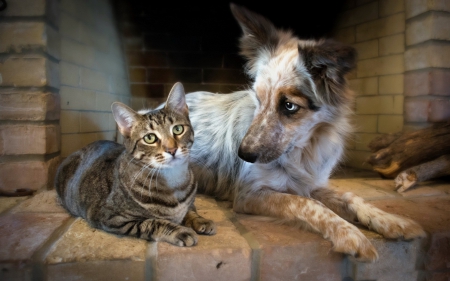 *** Dog and cat *** - cats, animal, animals, dog