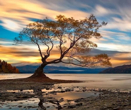 the old tree - lake, sunset, mountions, snow