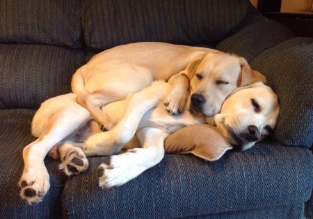 Labradors - blonde, pair, retrievers, two