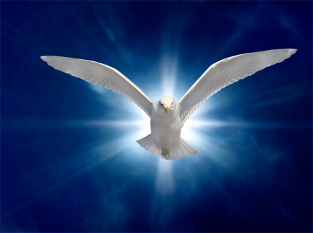 white bird - flying, behind, being, light