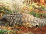 pangolin in the grass