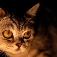 Kitty