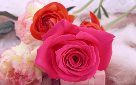 Beautiful rose - flowers, petals, rose, bloom