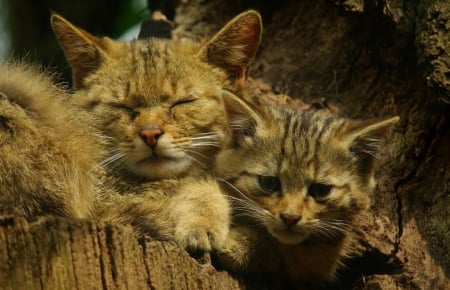 Cats - hat, pretty, cat face, beautiful, beauty, lovely, paws, sweet, cat, kitten, cute, cats, face, sleeping, animals, kitty