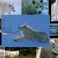 arctic wolves