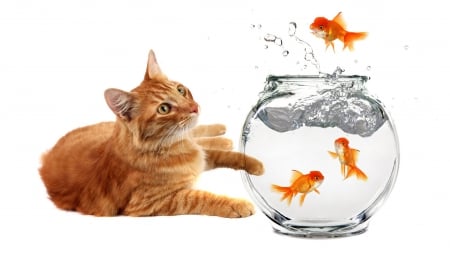 amazing - widescreen, animal, amazing, gold fish, wallpapers, cat