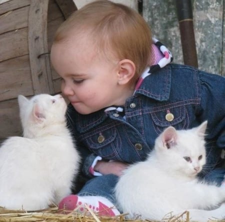 so cute - photography, cute, cats, cool, childs