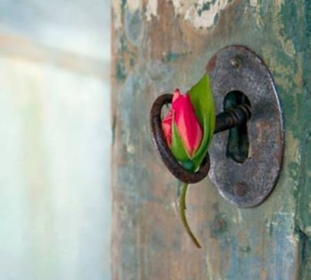 lovely - roses, photography, doors, flowers, old