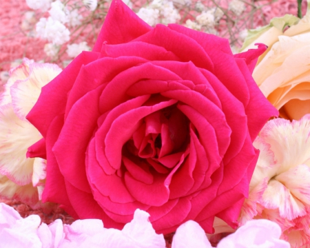 Beautiful rose - rose, bloom, flower, petals