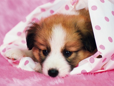 puppy in pink balnket