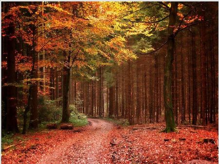 Jasberg Forest - forest, jasberg